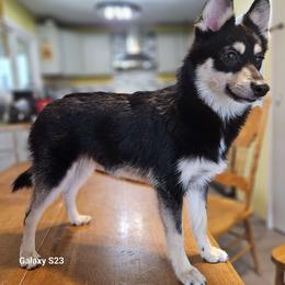 Justin - Tri-color Pomsky puppy in Stover, Missouri from Lx2 County Line Pomskis