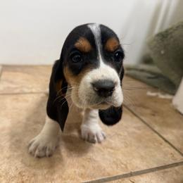 Boy 1 - Black brown and white male Basset Hound puppy in Brandon, Mississippi from Milton’s Bassets