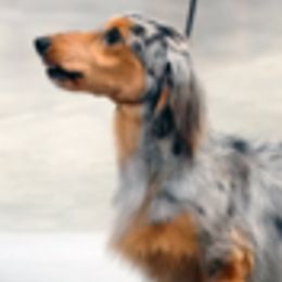 Dachshunds from Pamela Sklanka