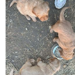 Golden Retriever Puppies from Collette's Goldens