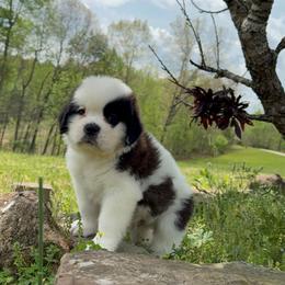 Rain - Mahogany and white male Saint Bernard puppy in Saltsburg, Pennsylvania from Loyal Ridge Saint Bernards