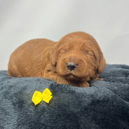 Eden's Yellow Male - Apricot male Goldendoodle puppy in Great Falls, Montana from Montana Goldendoodles