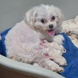 Forrest - White male Maltese puppy in Belleville, Michigan from Michigan Maltese Puppies