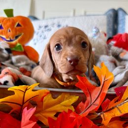 Little Red - Red male Dachshund puppy in Homedale, Idaho from Darlenea Engan