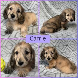 Cream Brindle Dapple Silky Wire - Pet Only - 3500 - Carrie - Cream female Dachshund puppy in Pauls Valley, Oklahoma from Simply Happy Dachshunds