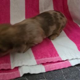 Girl 2 - Chocolate and cream female Dachshund puppy in Jackson's Gap, Alabama from Lake Martin Doxies