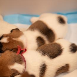 Golden Retriever and Jack Russell Terrier Puppies from Shelby Burleson's Golden Retrievers and Jack Russell Terriers