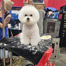 Ella - Bichon Frise