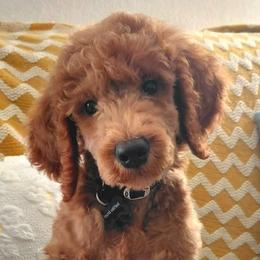 Cockapoos and Poodles from Auburn Standard Cockapoos