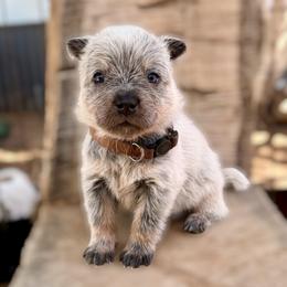 Mr. Blake (AKC) - Blue male Australian Cattle Dog puppy in Sahuarita, Arizona from A2 Australian Cattle Dogs