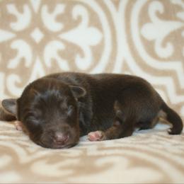 Clover - Red tri male Toy Australian Shepherd puppy in Licking, Missouri from Burnett Aussies