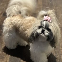 Tiki - Shih Tzu