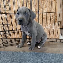 Arwen - Blue female Great Dane puppy in Marshall, Michigan from Dream K9