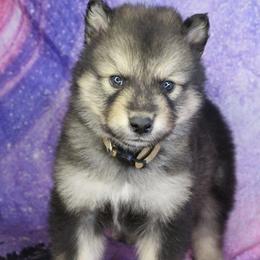 Tru - Brown - Agouti and white male Alaskan Malamute puppy in Independence, Virginia from New River Valley Malamutes