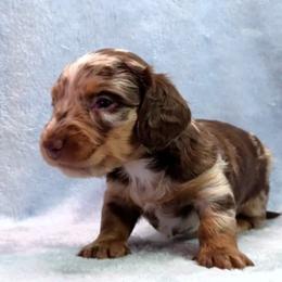 Girl 3 - Chocolate and tan female Dachshund puppy in Mt. Sterling, Illinois from Doxie Do's