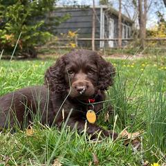 Boykin Spaniel Puppies from Bayhill Boykins