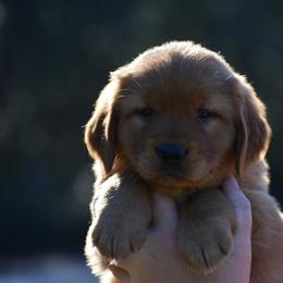 Golden Retriever Puppies from Earley Goldens