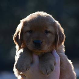 Golden Retriever Puppies from Earley Goldens