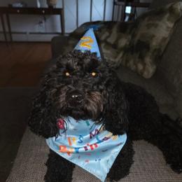Cavapoo, Cockapoo, Goldendoodle, and Poodle All Grown Up from Brooke Carlson