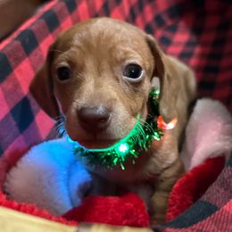 Dachshunds from Byrd’s Doxies