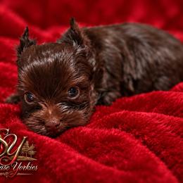 Milo - Liver male Yorkshire Terrier puppy in Kaplan, Louisiana from Showcase Yorkies