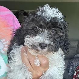 Miles - Parti male Poodle puppy in Lancaster, Missouri from Cavapoo Acres