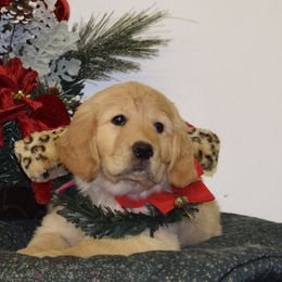 Golden Retriever Puppies from Coralace Goldens