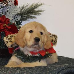 Golden Retriever Puppies from Coralace Goldens