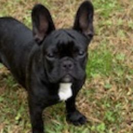 French Bulldogs from Tara's Frenchies