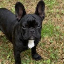 French Bulldogs from Tara's Frenchies