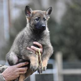 Green - Sable male German Shepherd puppy in Cherryville, North Carolina from Masky Kennel