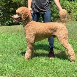Chief - Poodle