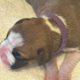 Girl 4) - Boxer puppy from Plank Trail Boxers plainville