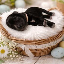 Pink Collar - Black female Miniature Schnauzer puppy in Sacramento, California from Hardcastle Family Schnauzer’s