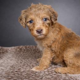 Mojito - Chocolate merle male Bernedoodle puppy in Youngstown, Florida from Wonderland’s Boujie Kennels