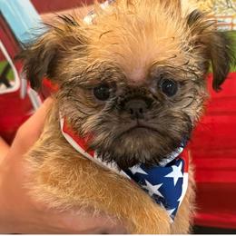 Teddy - Belge male Brussels Griffon puppy in Brooks, Georgia from Brooks Berner Bears & Brussels Griffons