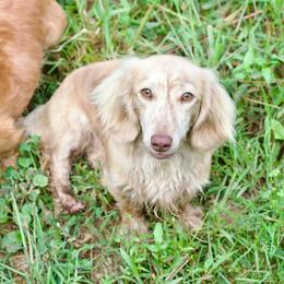 Spud - Dachshund