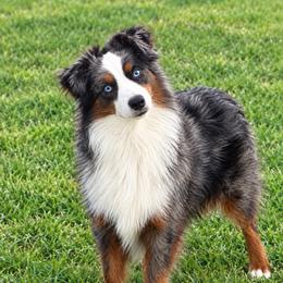 Cowboy - Miniature American Shepherd