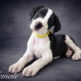 Puppy 7 - Mantle female Great Dane puppy in Ocala, Florida from Oak Haven Great Danes