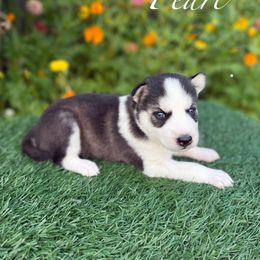 Pearl - Black and white female Siberian Husky puppy in Gardner, Kansas from Husky Love and Pups