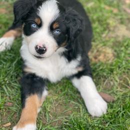 Guiness - Black tri-color male Australian Shepherd puppy in Marshall, Virginia from Greywood Farm Aussies