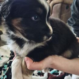 Iduna-Black tri - Black tri-color female Australian Shepherd puppy in Sioux Falls, Sd Area, South Dakota from Diamond Aussies N the Rough