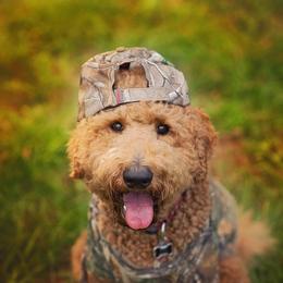 Goldendoodle Puppies from knuDawn Southern Goldendoodles and K9 Training