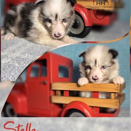 Stella - Blue merle and white female Shetland Sheepdog puppy in Lebanon, Tennessee from Henotic Homestead's Shetland Sheepdogs