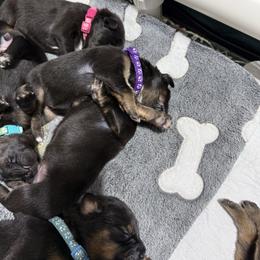 I have two female reservations - Black and tan female Tibetan Mastiff puppy in Berlin, New Hampshire from Great North Woods Tibetan Mastiffs