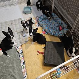 Cardigan Welsh Corgi puppies from Welswood Cardigans