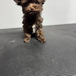 Snickers - Liver male Yorkshire Terrier puppy in Knoxville, Tennessee from Rainbow Bliss Yorkies