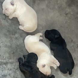 Golden Retriever and Scottish Terrier Puppies from Scottish Terriers and Goldens in Georgia