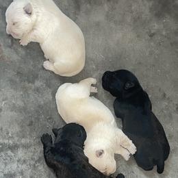 Golden Retriever and Scottish Terrier Puppies from Scottish Terriers and Goldens in Georgia