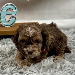 Monica - Brown female Cockapoo puppy in Lancaster, Missouri from Cavapoo Acres